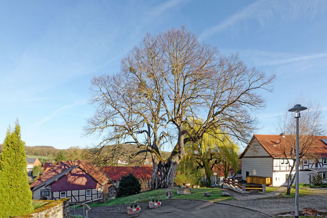 Linde in Atzenhausen