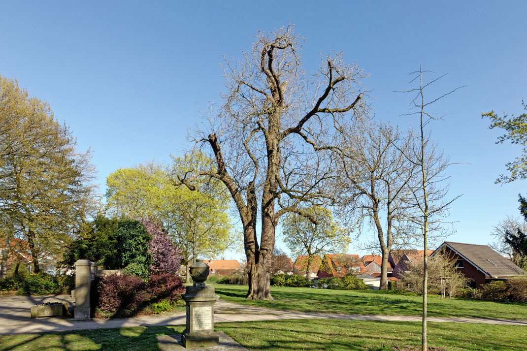 Kastanie in Vorsfelde