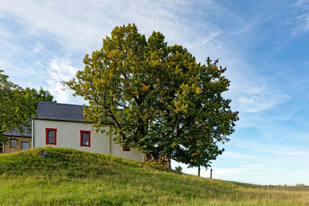 Linde bei Wallersberg