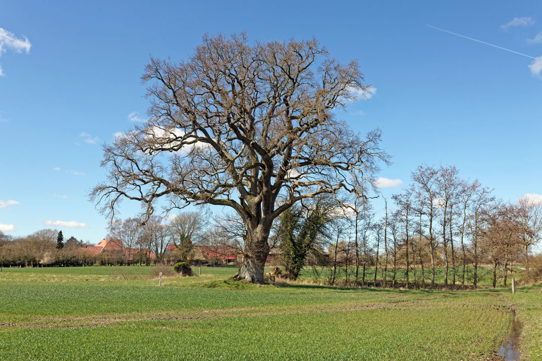 Eiche Stoltenberg