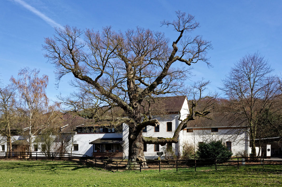 Tausendjährige Eiche auf dem Hovener Hof bei Weilerswist 