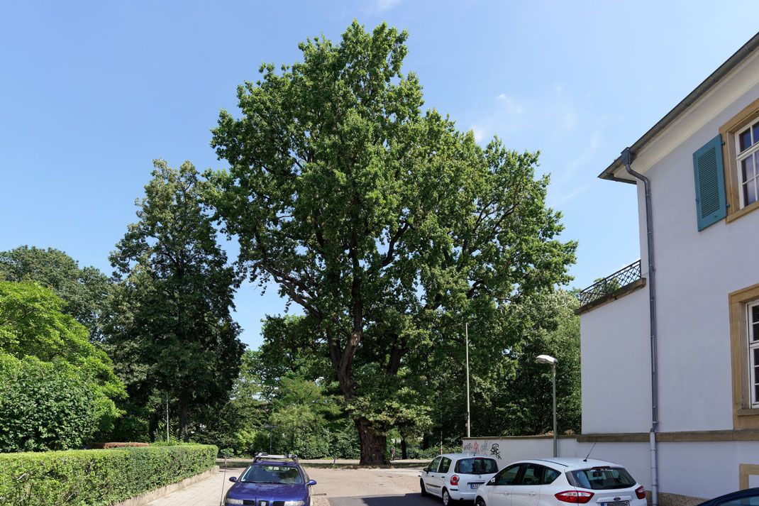 Eiche in der Beiertheimer Allee in Karlsruhe 