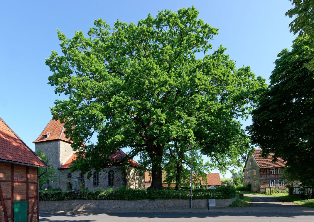 Eiche in Bornum