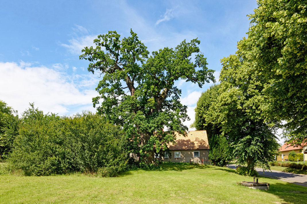 Eiche in Groß Kelle