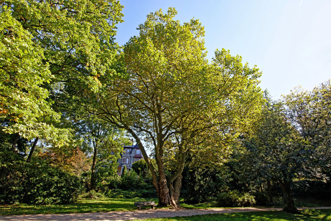 Platane in Kronberg