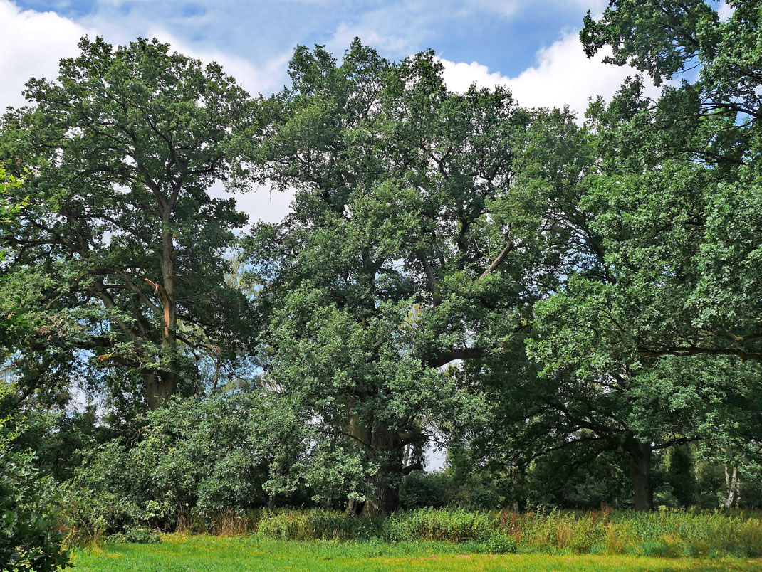 Eiche auf der Allerwiese bei Wienhausen