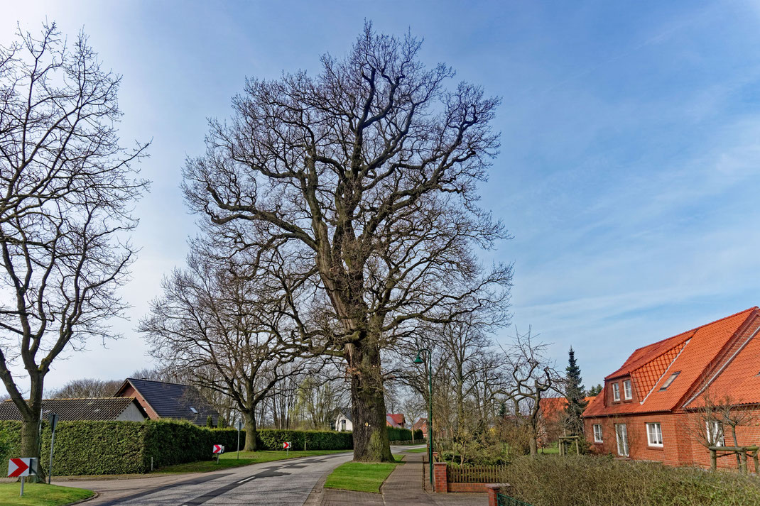 Eiche an der Straße in Lehsen