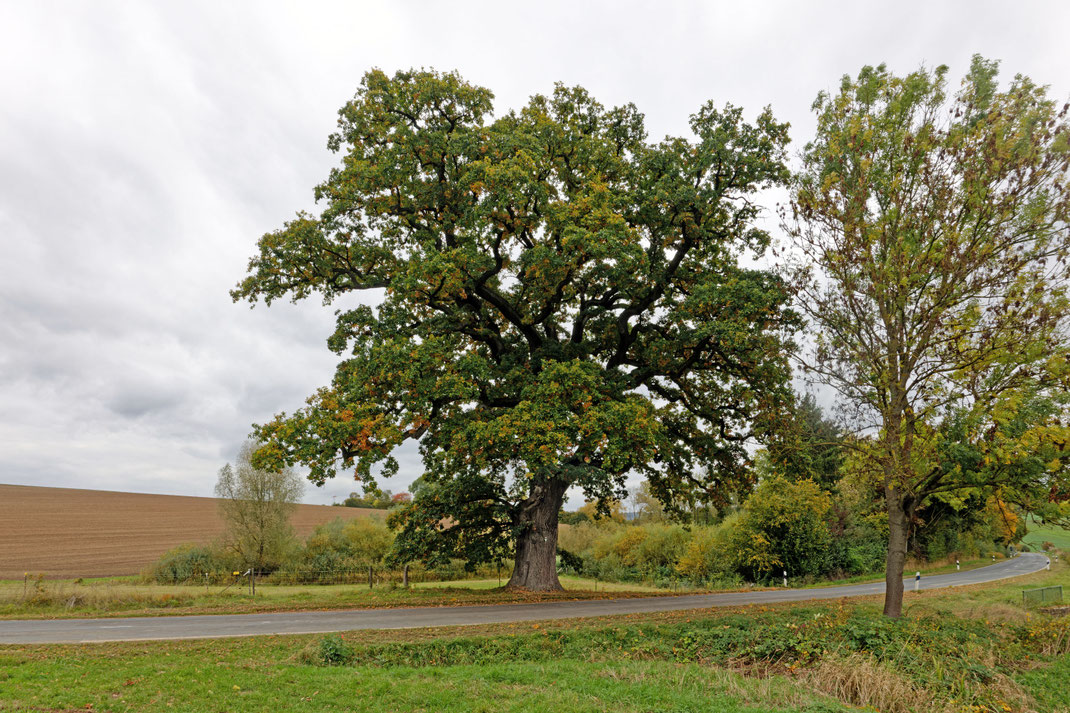 Eiche bei Domäne Clus