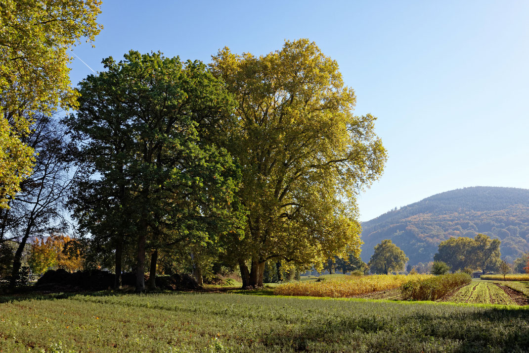 Platane bei Kleinheubach