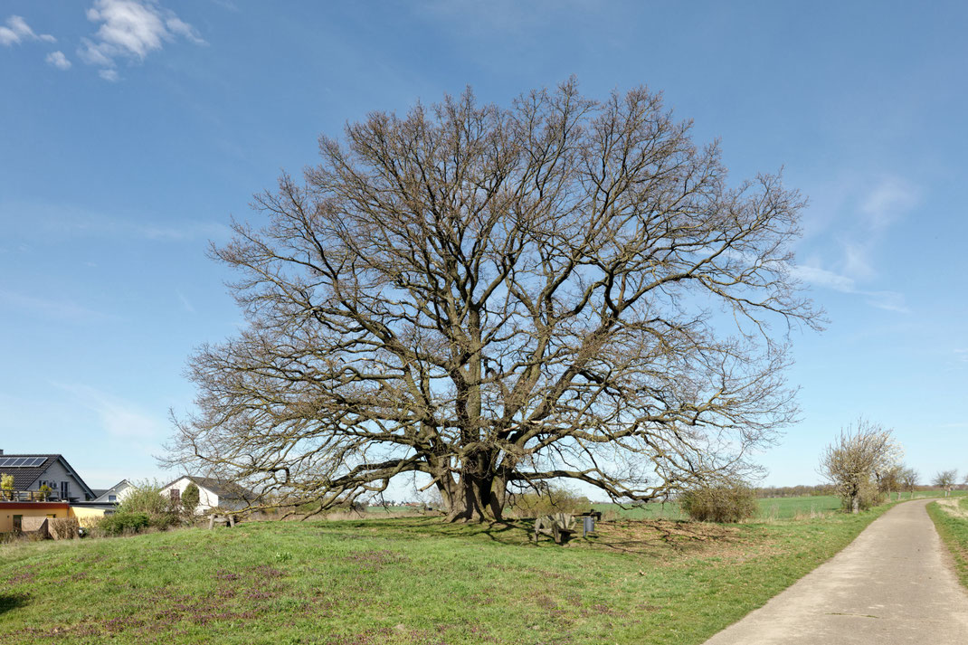 Eiche bei Harxbüttel