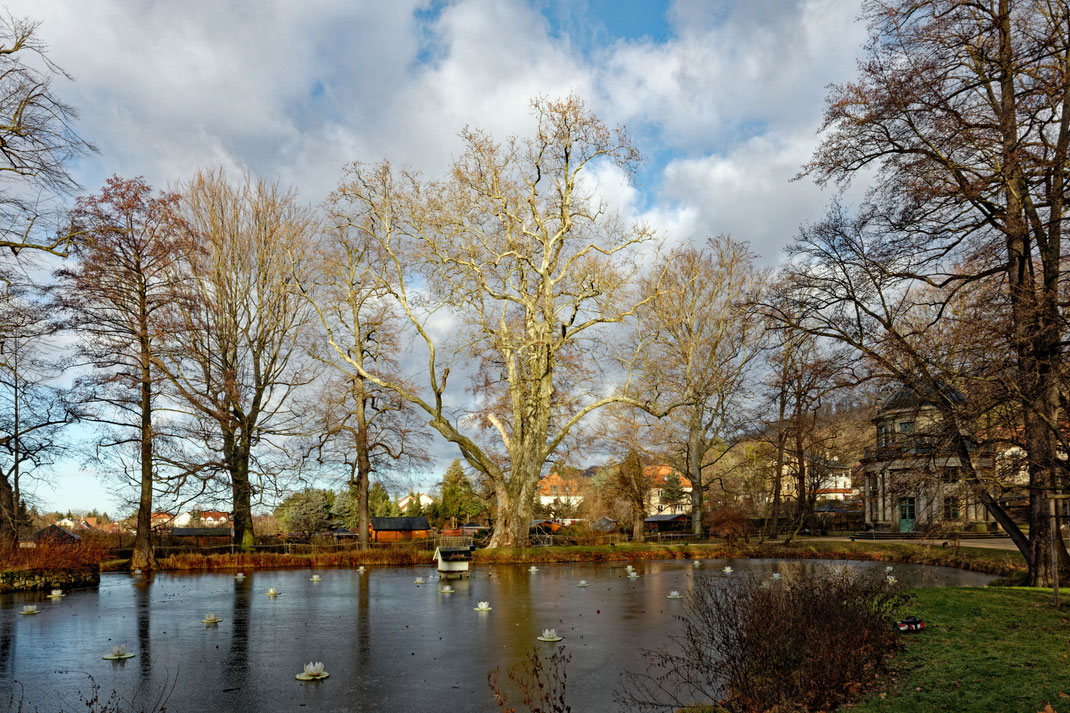 Platane bei Schloss Pillnitz