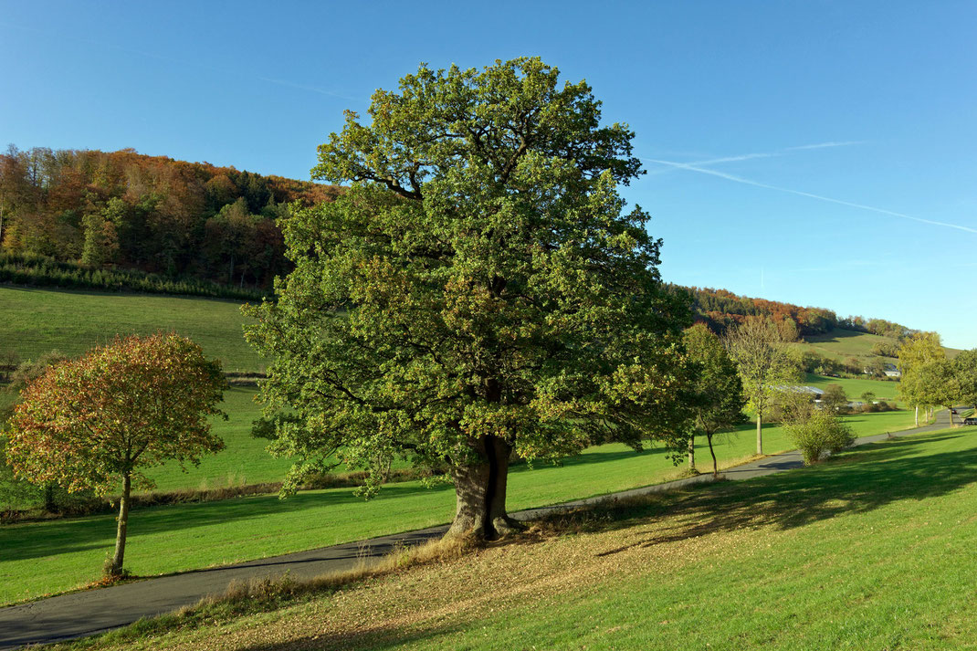 Antoniuseiche bei Kirchilpe