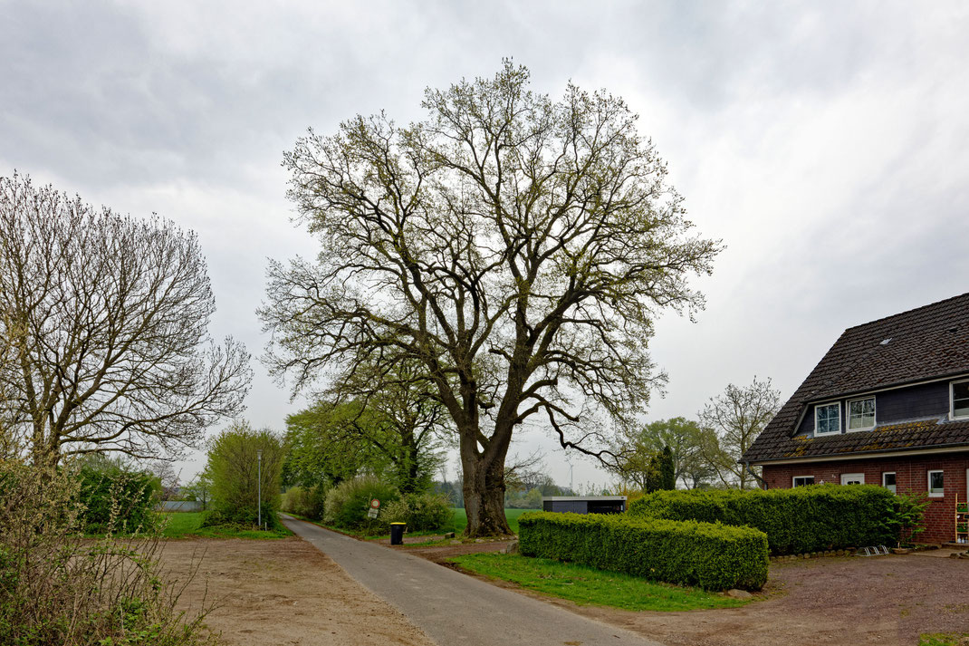 Eiche in Worth