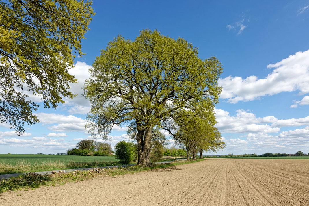 Eiche an der Straße bei Gudow