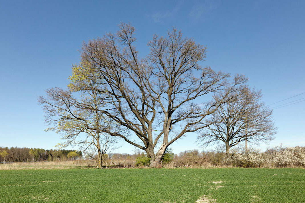 Eiche bei Barnstorf