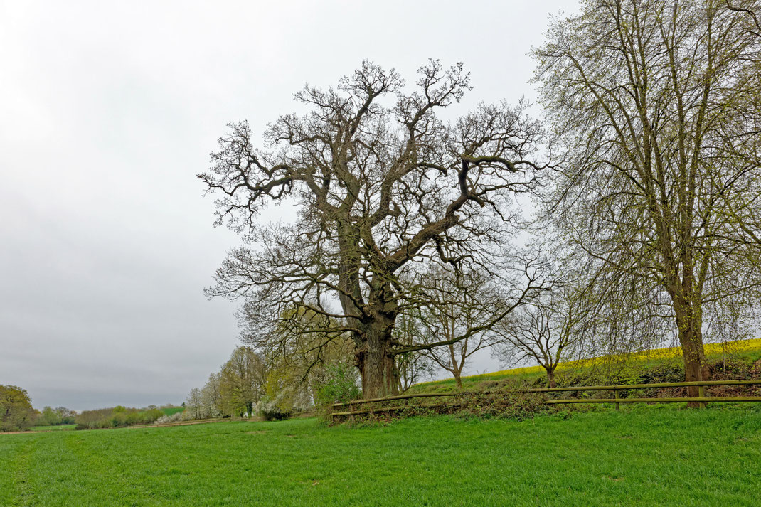 Eiche bei Friedrichshof