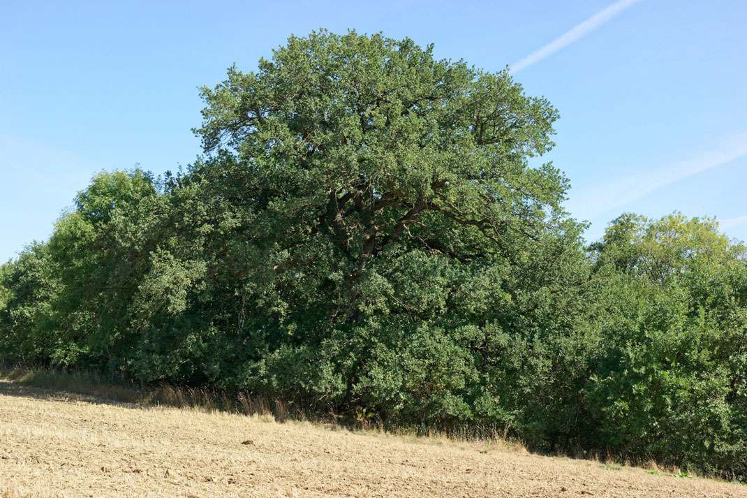 Eiche am Flachen See bei Klocksin