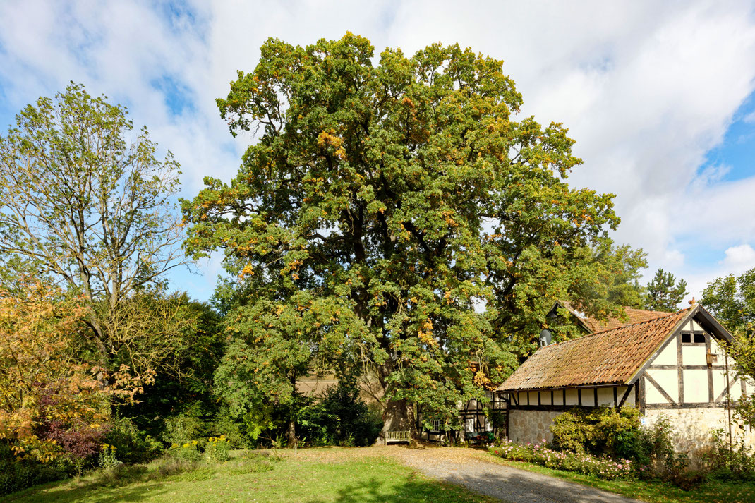 Eiche an der Harste bei Emmenhausen