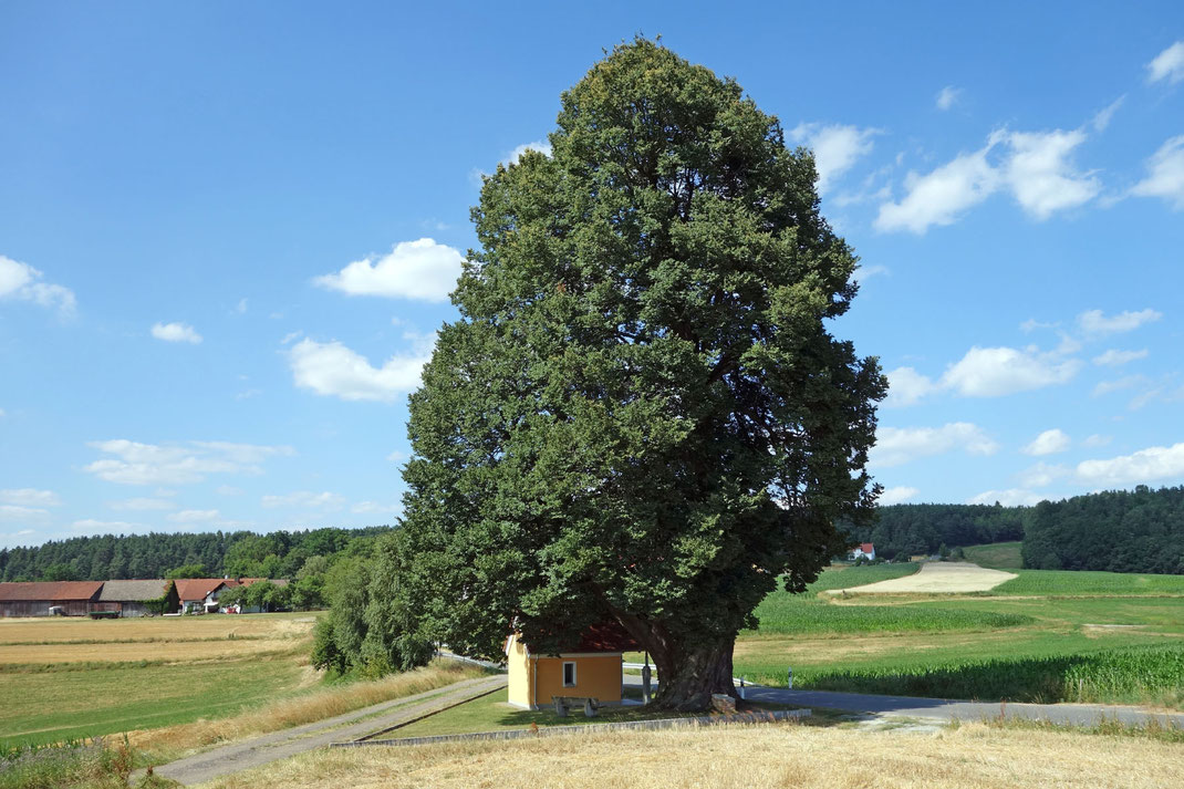 Kapellenlinde bei Buch