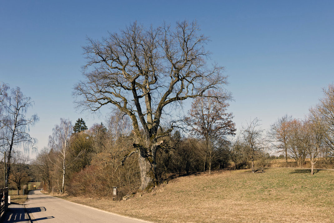 Eiche in Attenzell