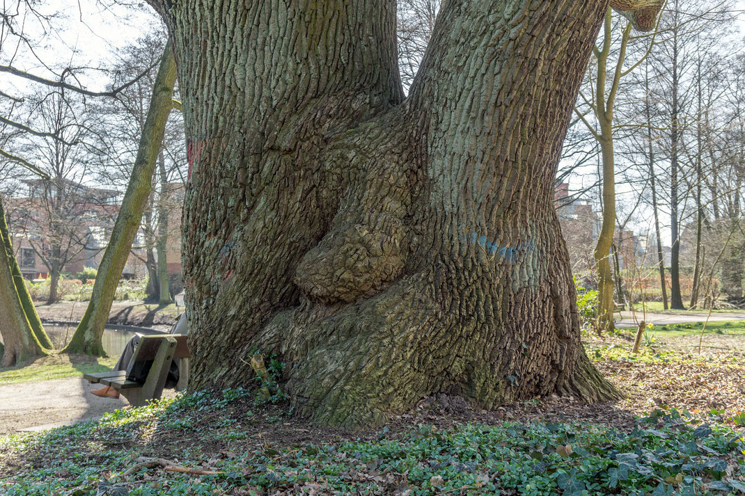 Eiche im Von-Eicken-Park in Lokstedt in Hamburg