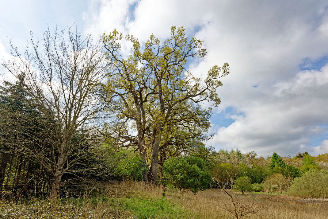 Eiche im Gehege Flehm bei Dobersdorf