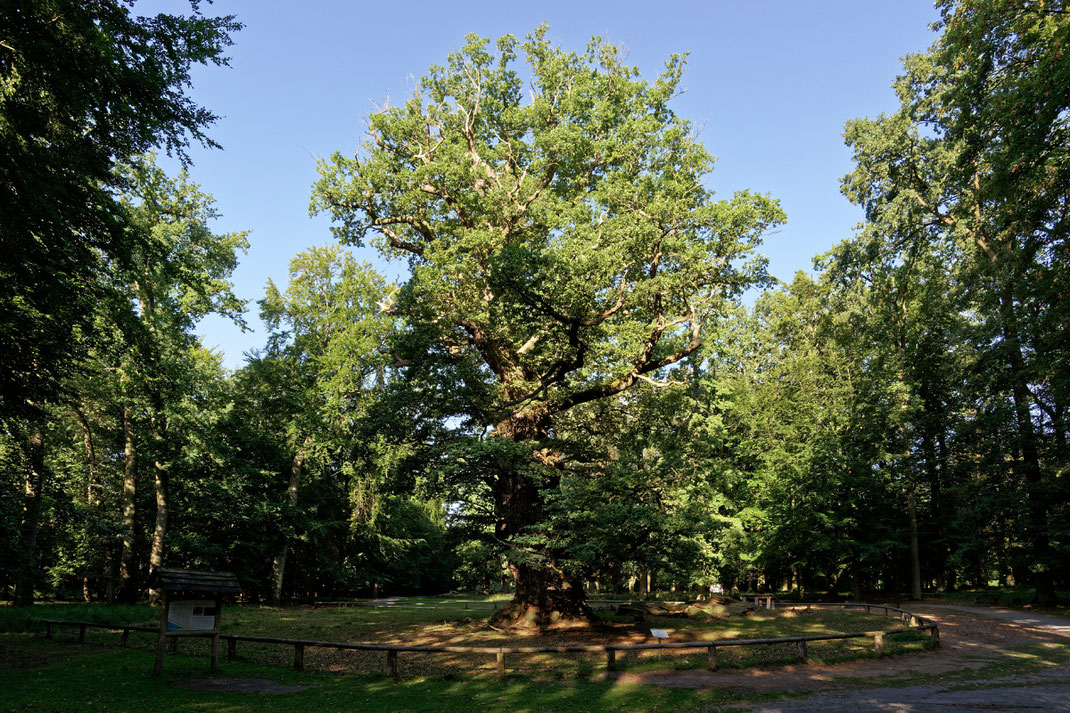 Große Eiche im Ivenacker Tiergarten bei Ivenack