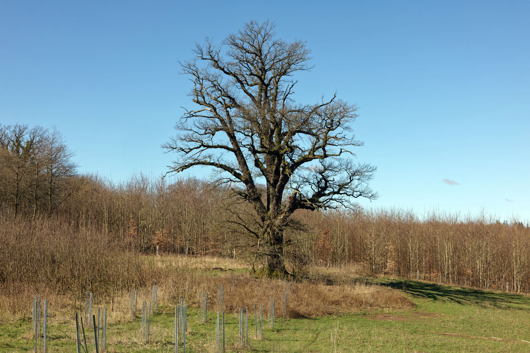 Eiche auf der Wiese bei Jasdorf