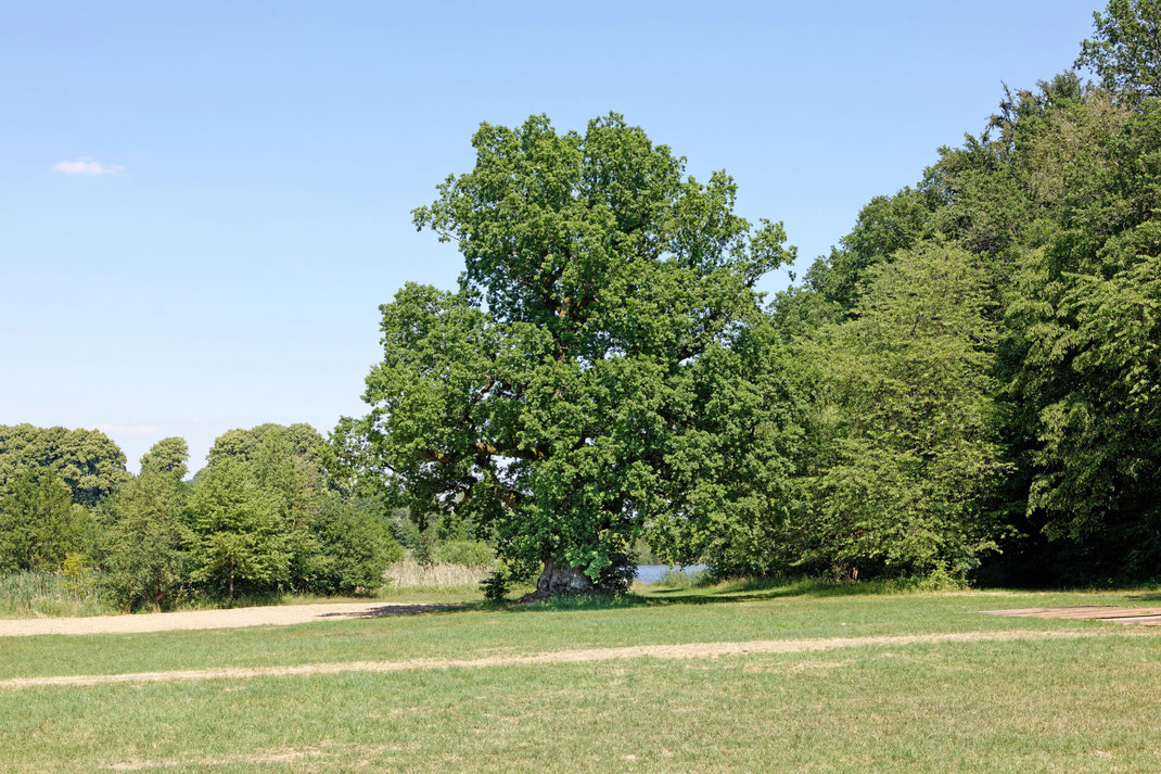 Eiche am Großen Weiher bei Waldensberg