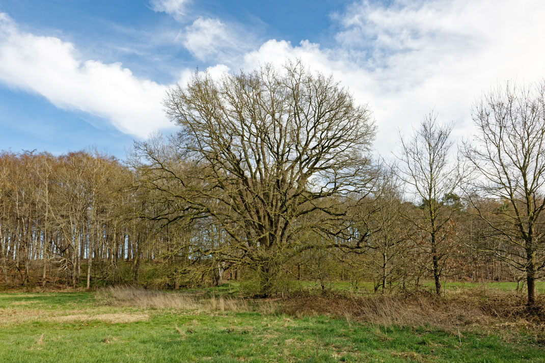 Huteeiche bei Reckum