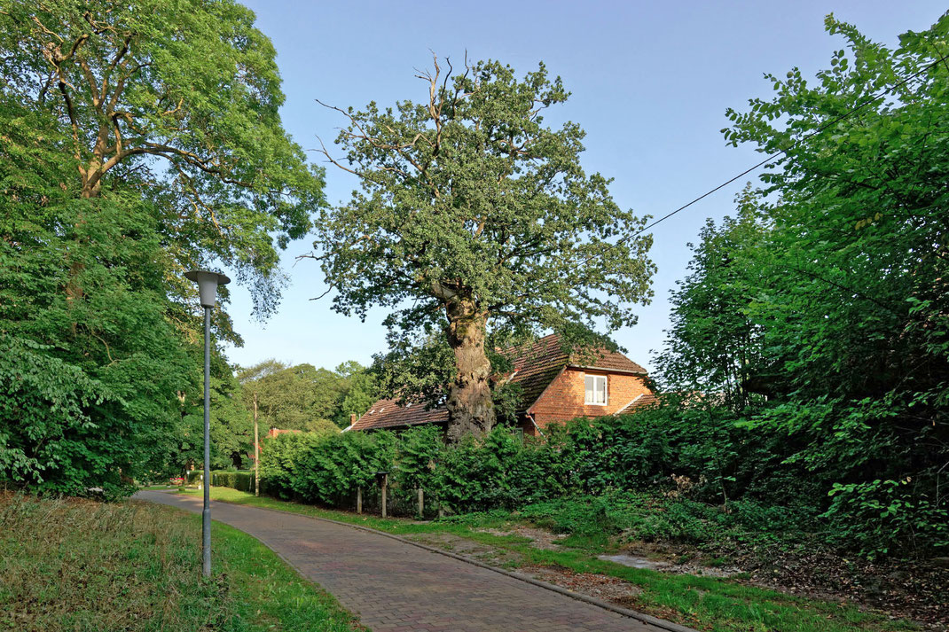 Eiche in Hohen Mistorf