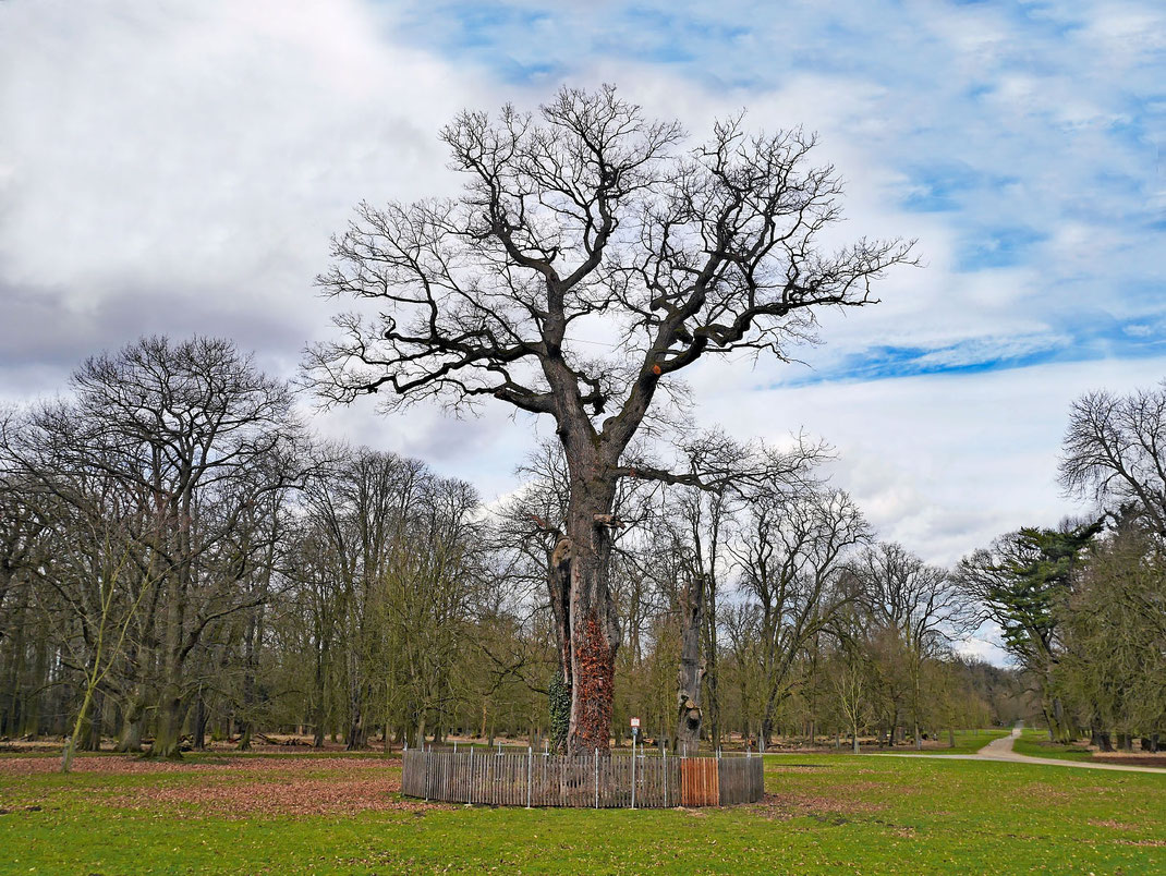 Tiergarteneiche im Tiergarten Kirchrode bei Hannover