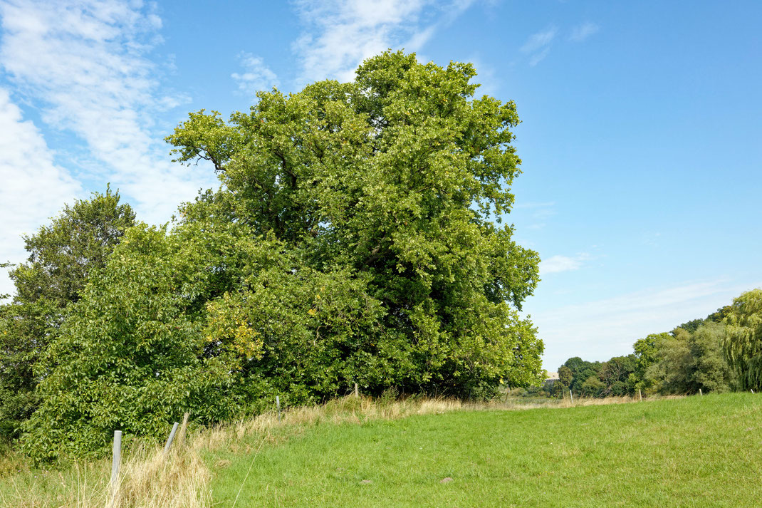 Seeulme bei Neetzka