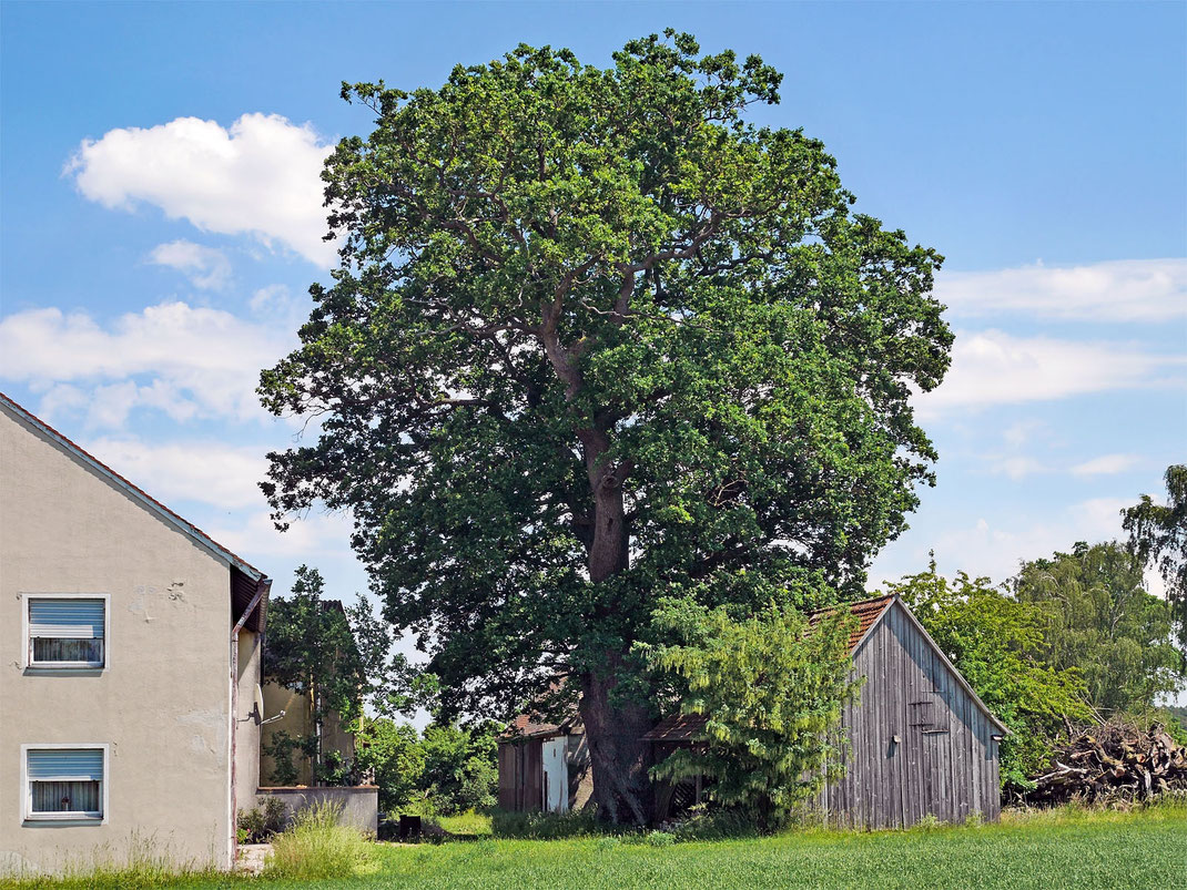 Eiche in Petersdorf