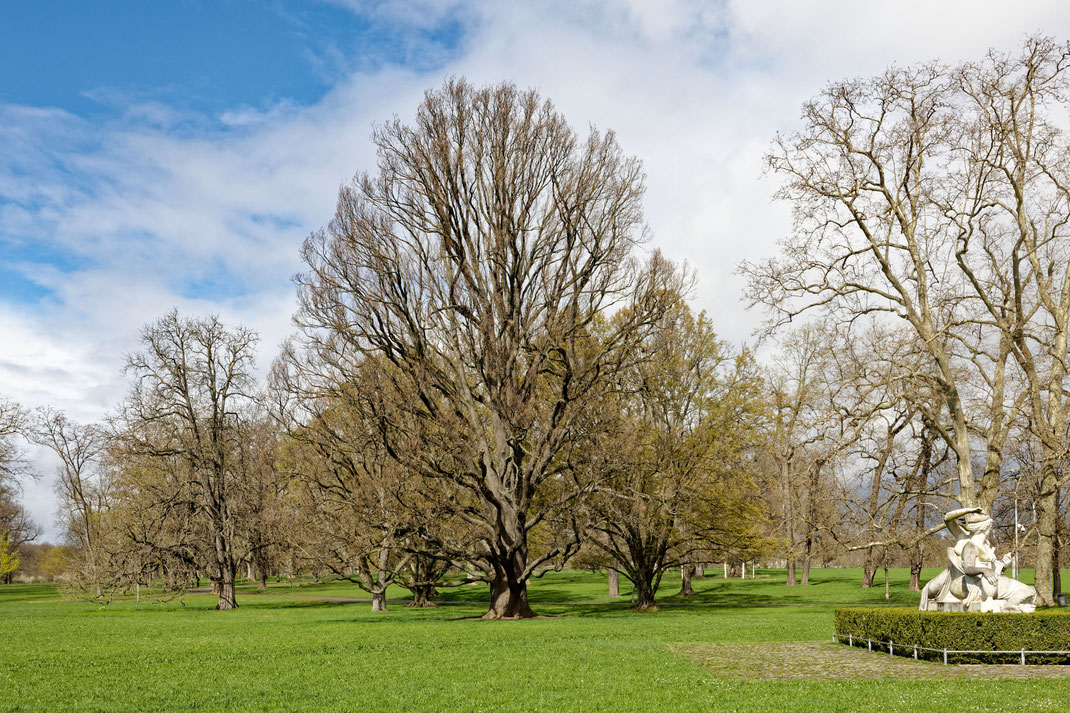 Pyramideneiche im Rosensteinpark in Bad Cannstatt in Stuttgart