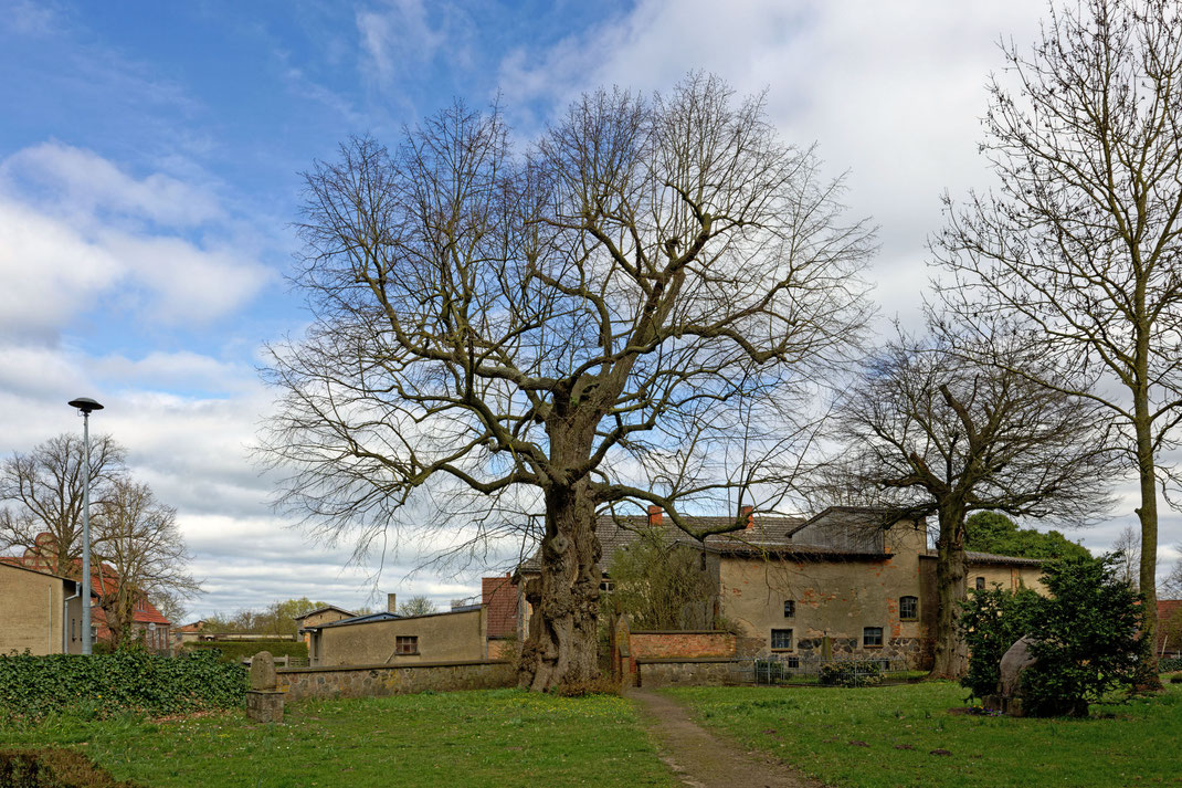 Linde in Groß Methling
