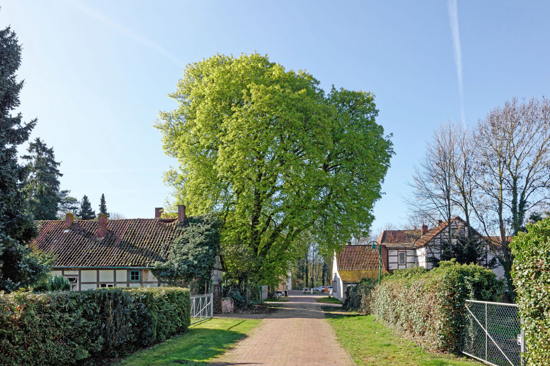 Kastanie in Stolzenau