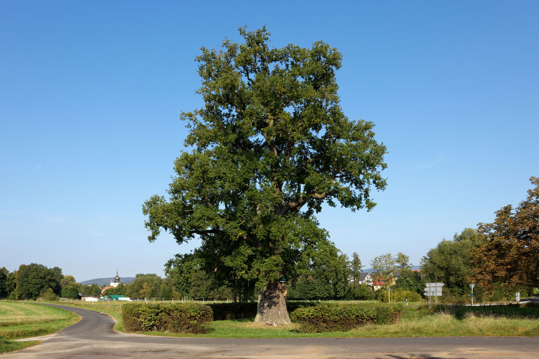 Bildeiche bei Albertshausen