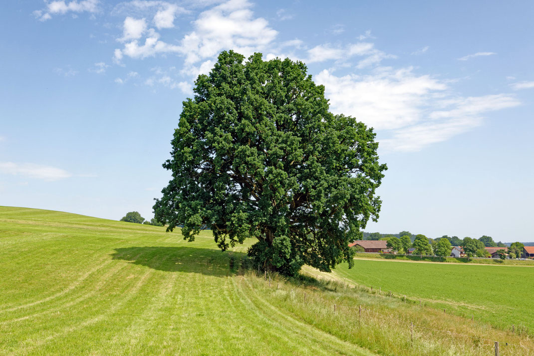 Eiche bei Reinstorf