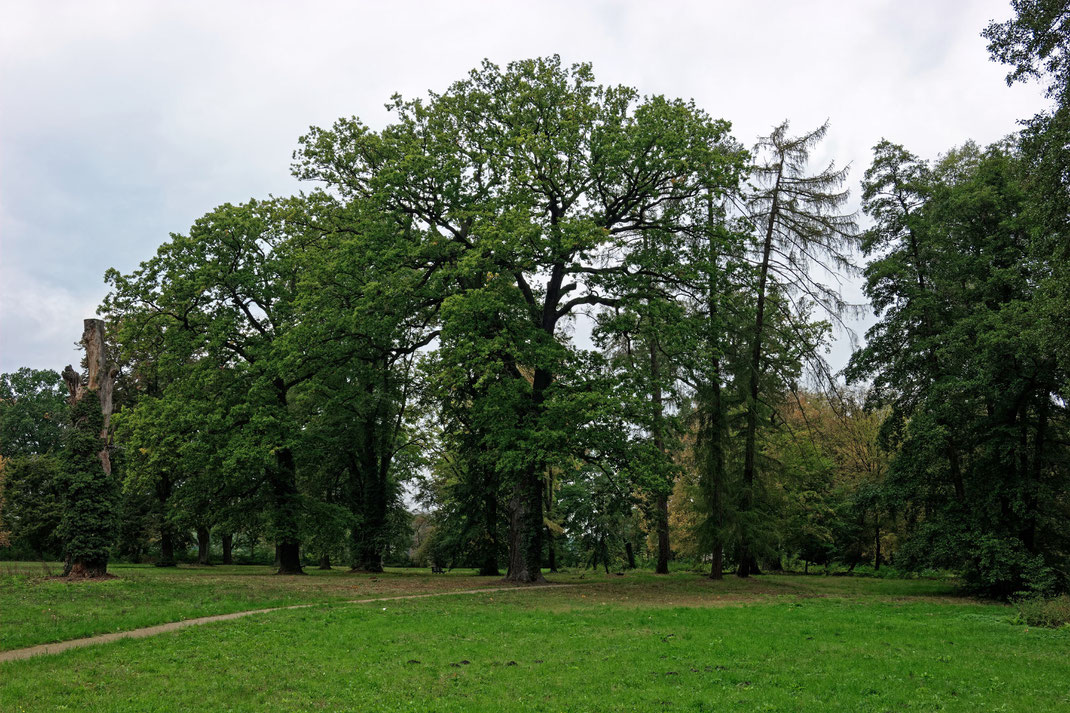 Eiche im Schlosspark Kropstädt