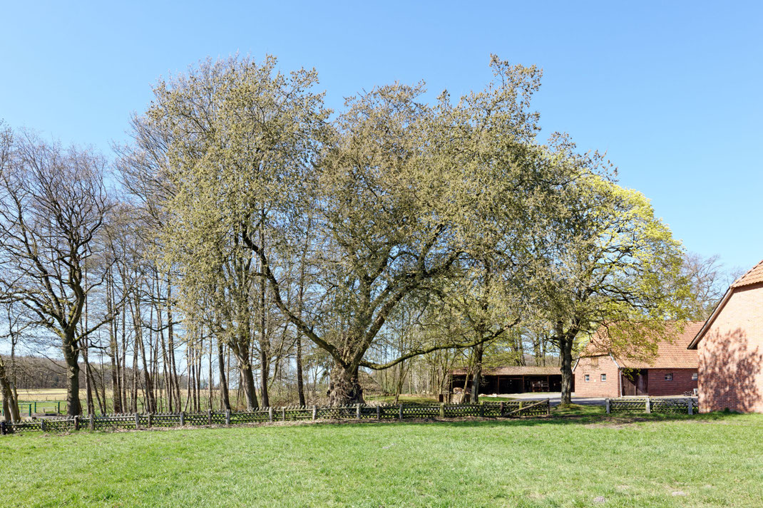 Flatterulme bei Holte