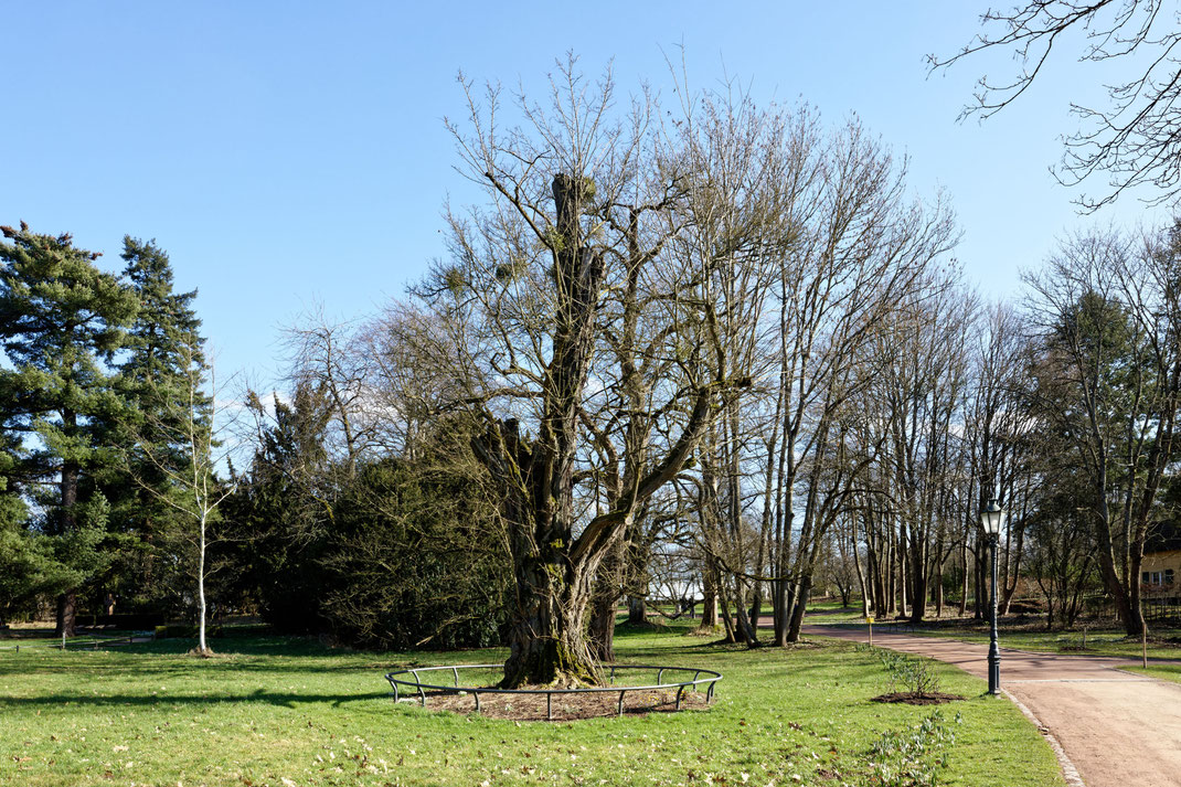 Robinie im Park Rosenhöhe in Darmstadt