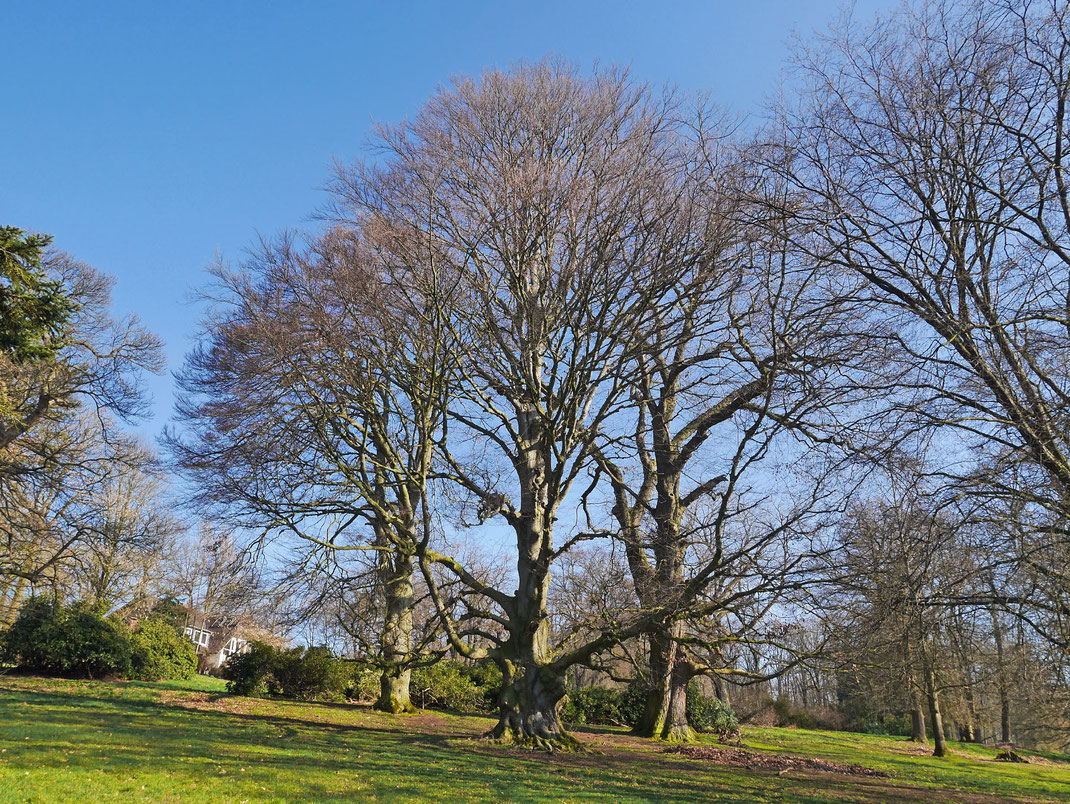 Blutbuche im Ohrbergpark in Emmerthal