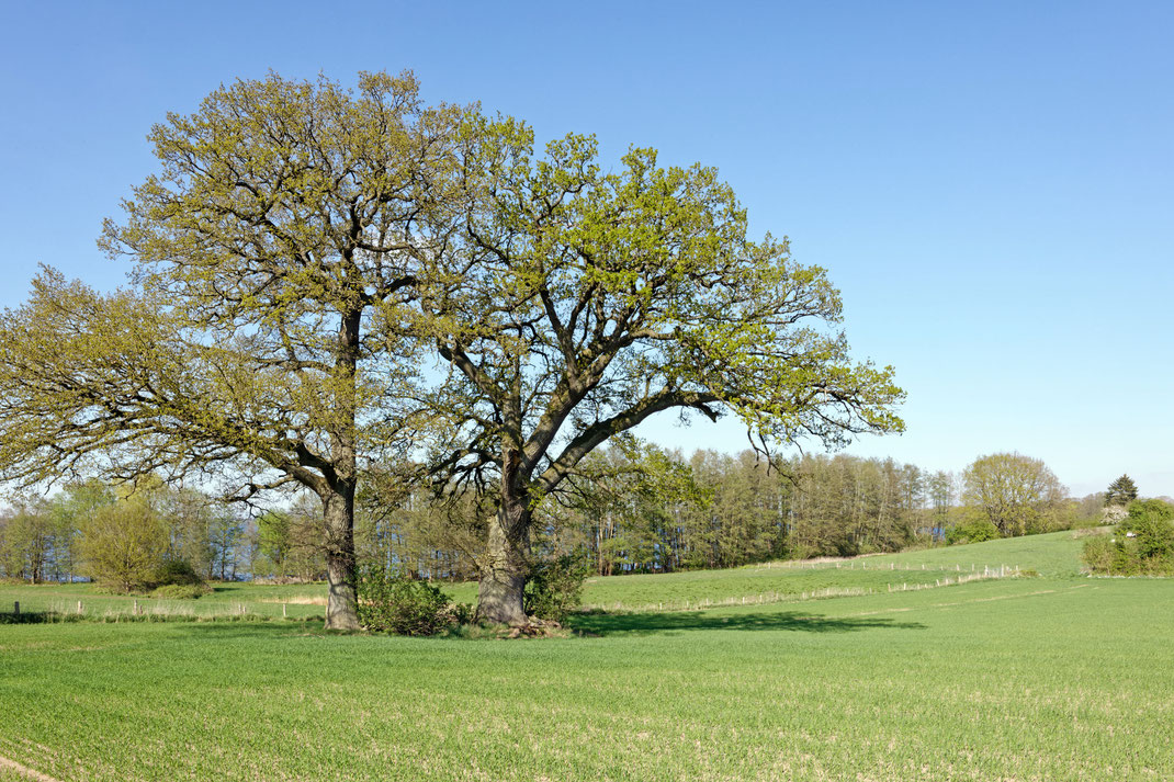 Eiche bei Sepel