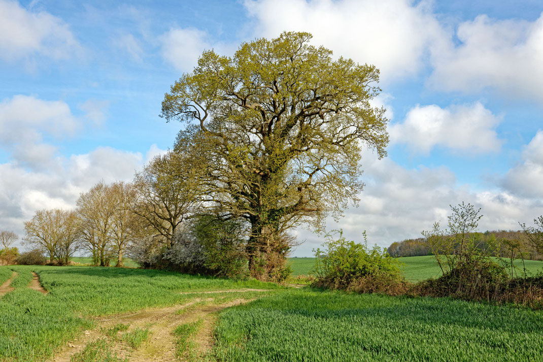 Eiche bei Pratjau