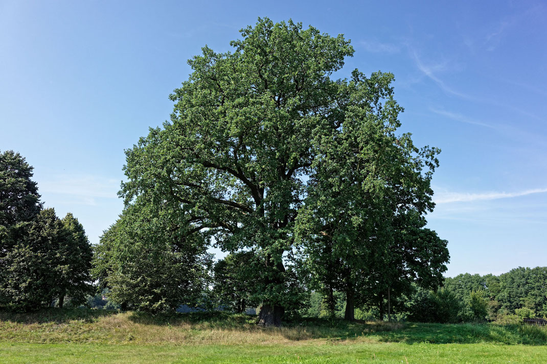 Eiche bei Skerbersdorf