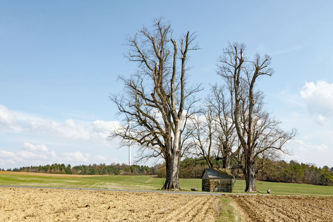 Linde bei Buchenbach