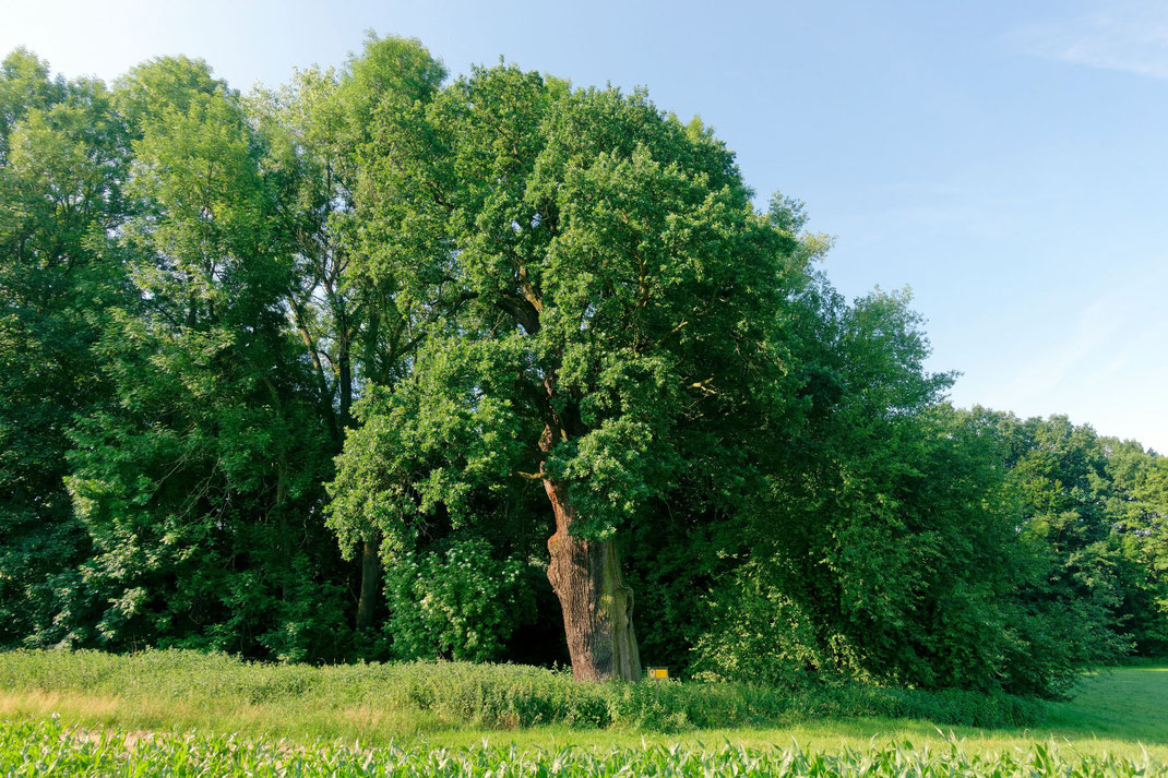 Ziescheiche bei Hochweitzschen