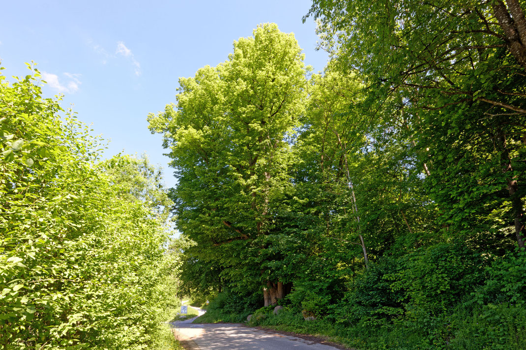 Kaiserlinde bei Gerhausen