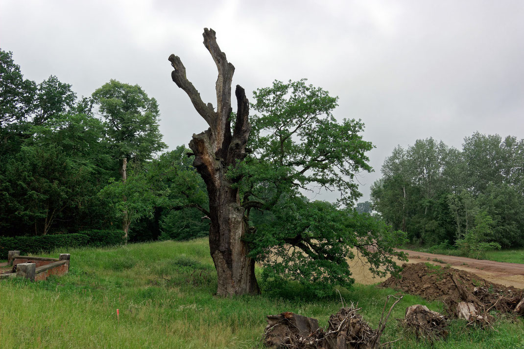 Eiche im Wiesenpark in Magdeburg